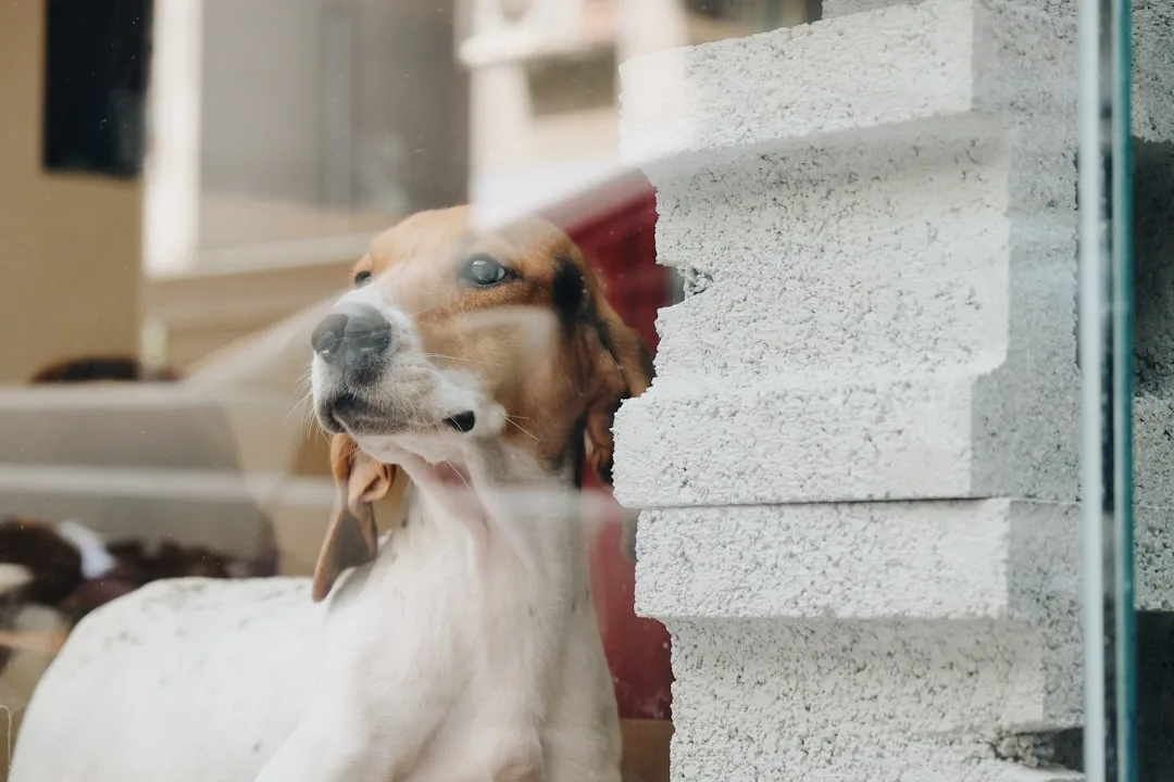 découvrez tout sur le basset, un chien de compagnie loyal, connu pour ses longues oreilles et son tempérament affectueux. conseils d'éducation, soins et informations sur cette race attachante.