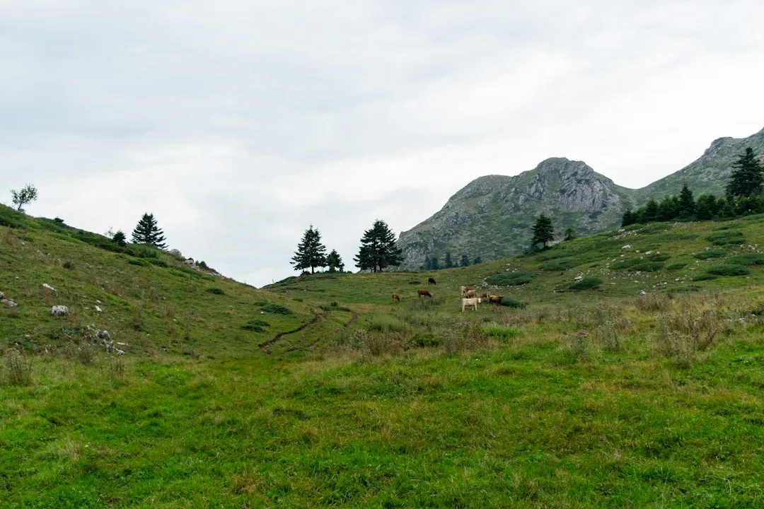 découvrez tout sur le pyrénées mastiff : origine, caractère, conseils d'élevage et soins de cette race de chien géant, fidèle et protectrice, idéale pour la vie de famille et la garde.